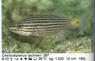 Cheilodipterus lachneri